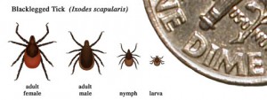 Tick Sizes