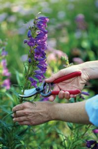 Gardening