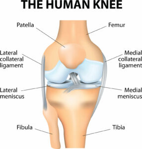 human knee